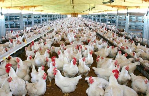 GRIPE AVIÁRIA: Sanidade da avicultura no Maranhão sem registros de doenças, afirma agrodefesa do estado